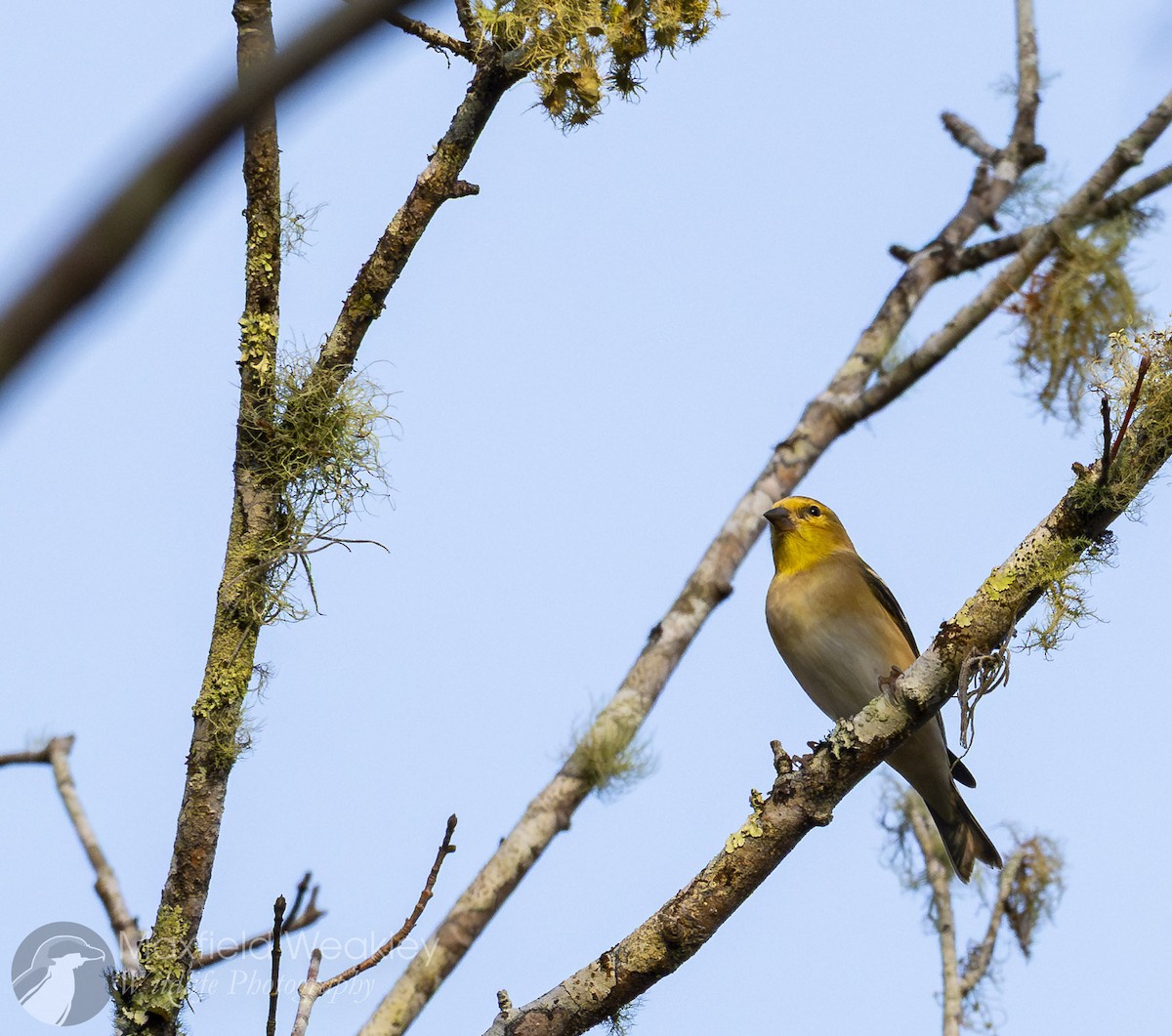 American Goldfinch - ML646410528
