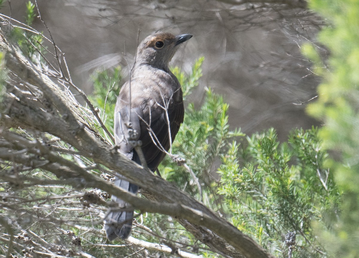 Gray Shrikethrush - ML646410529