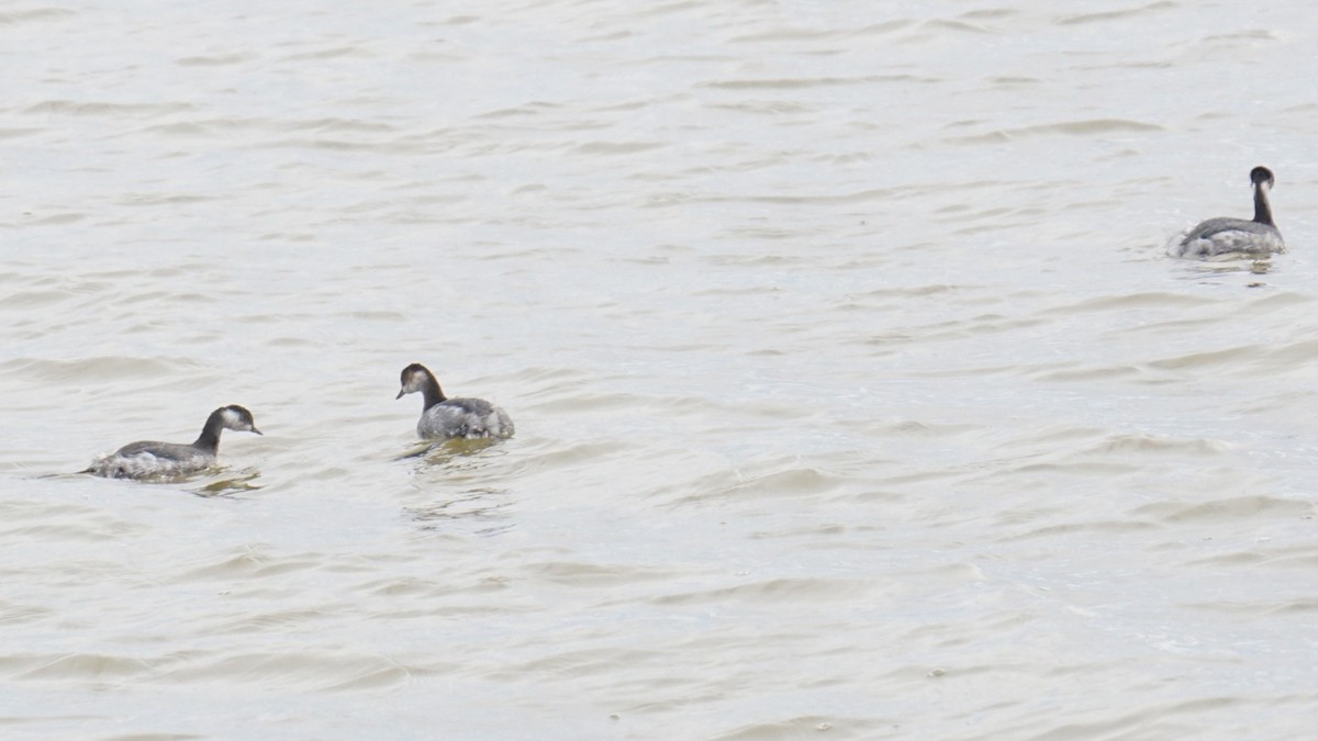 Пірникоза чорношия - ML646410530