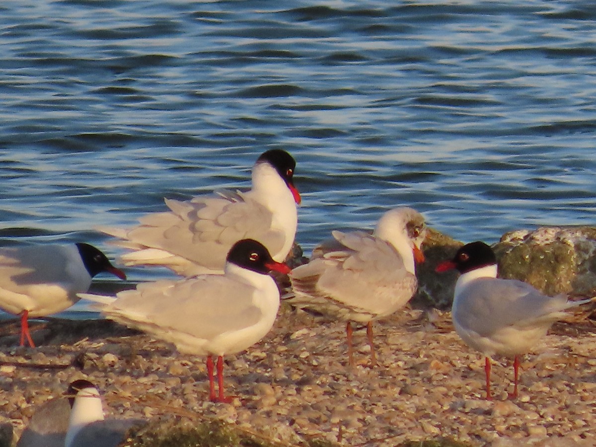 Mediterranean Gull - ML646410534