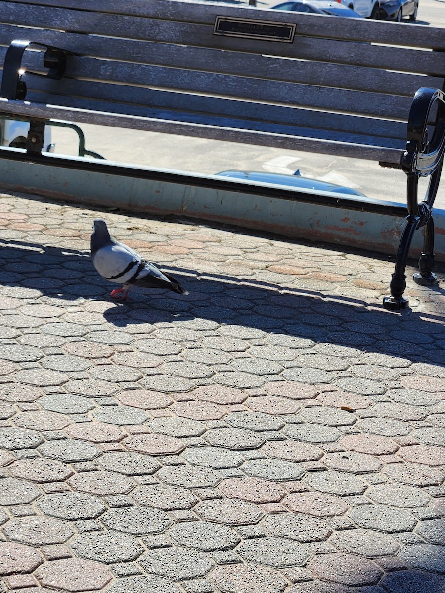 Rock Pigeon (Feral Pigeon) - ML646410535