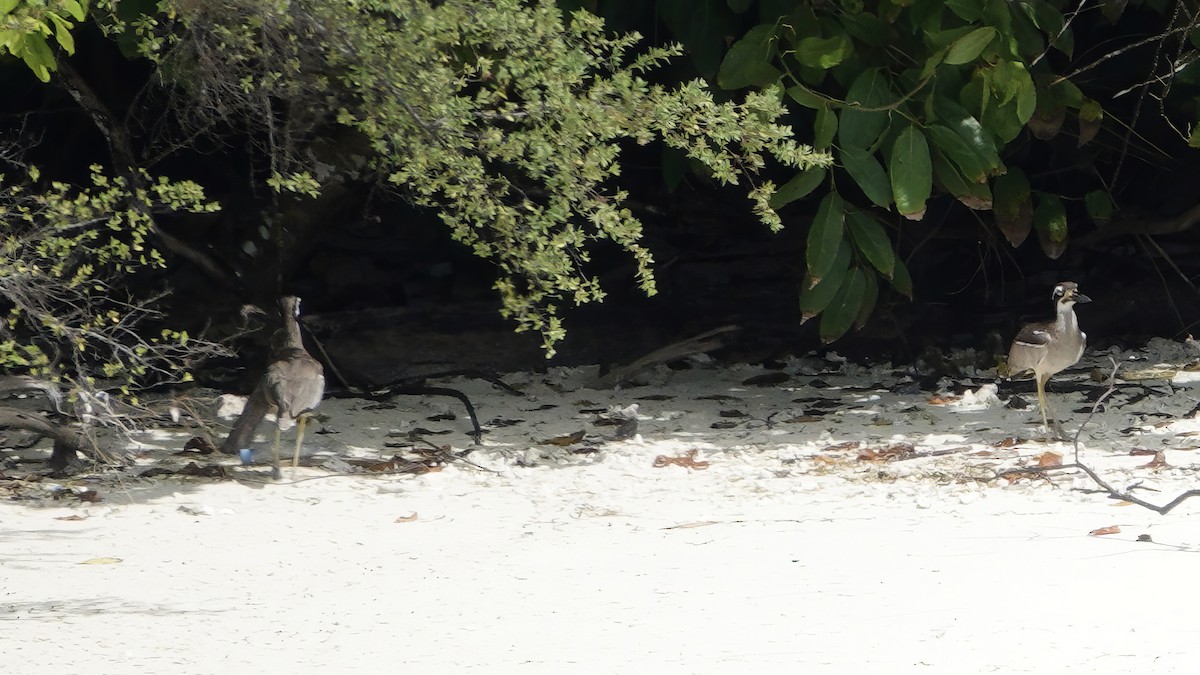 Rifftriel - ML646410537