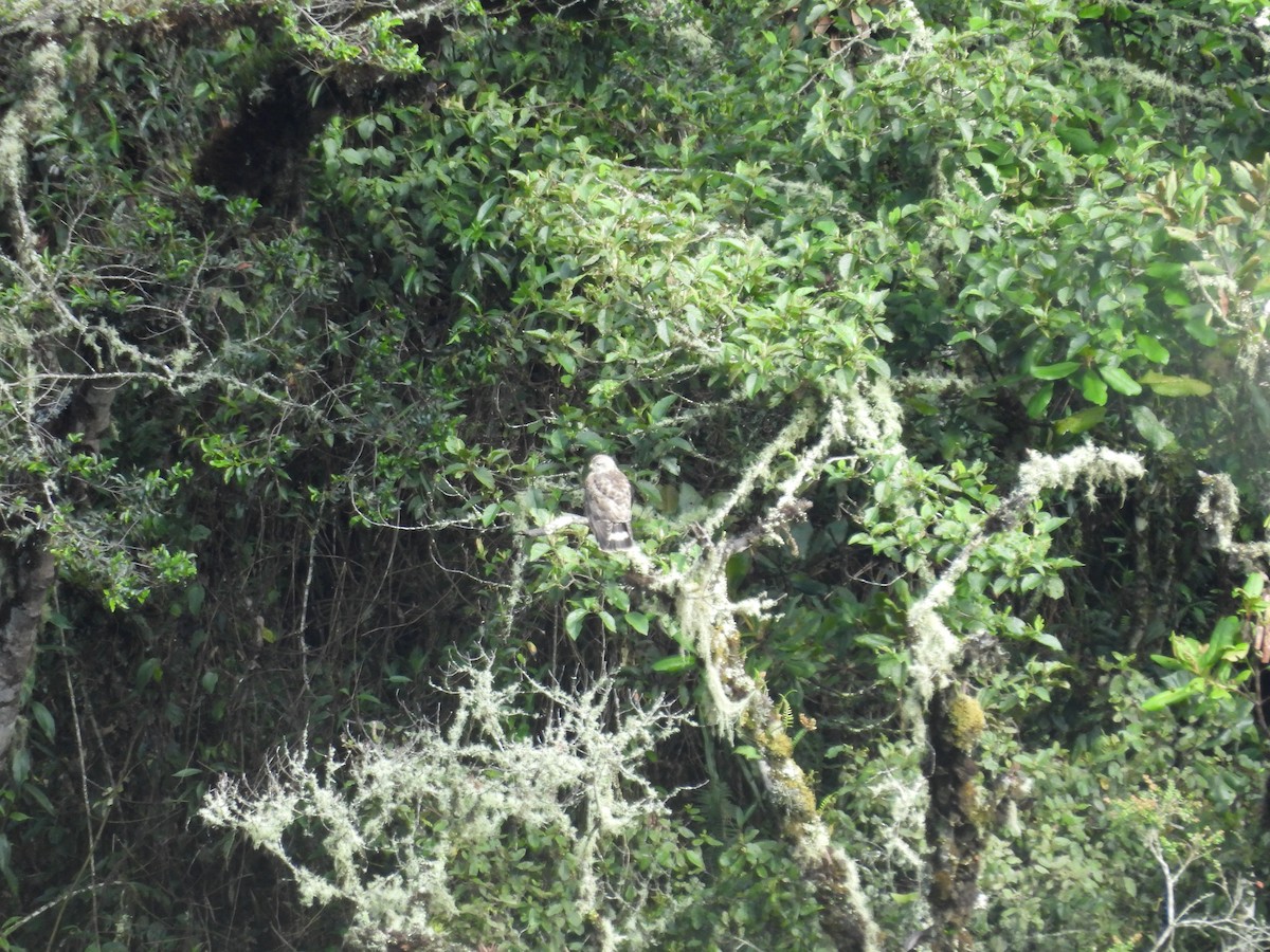 káně širokokřídlá - ML646410538