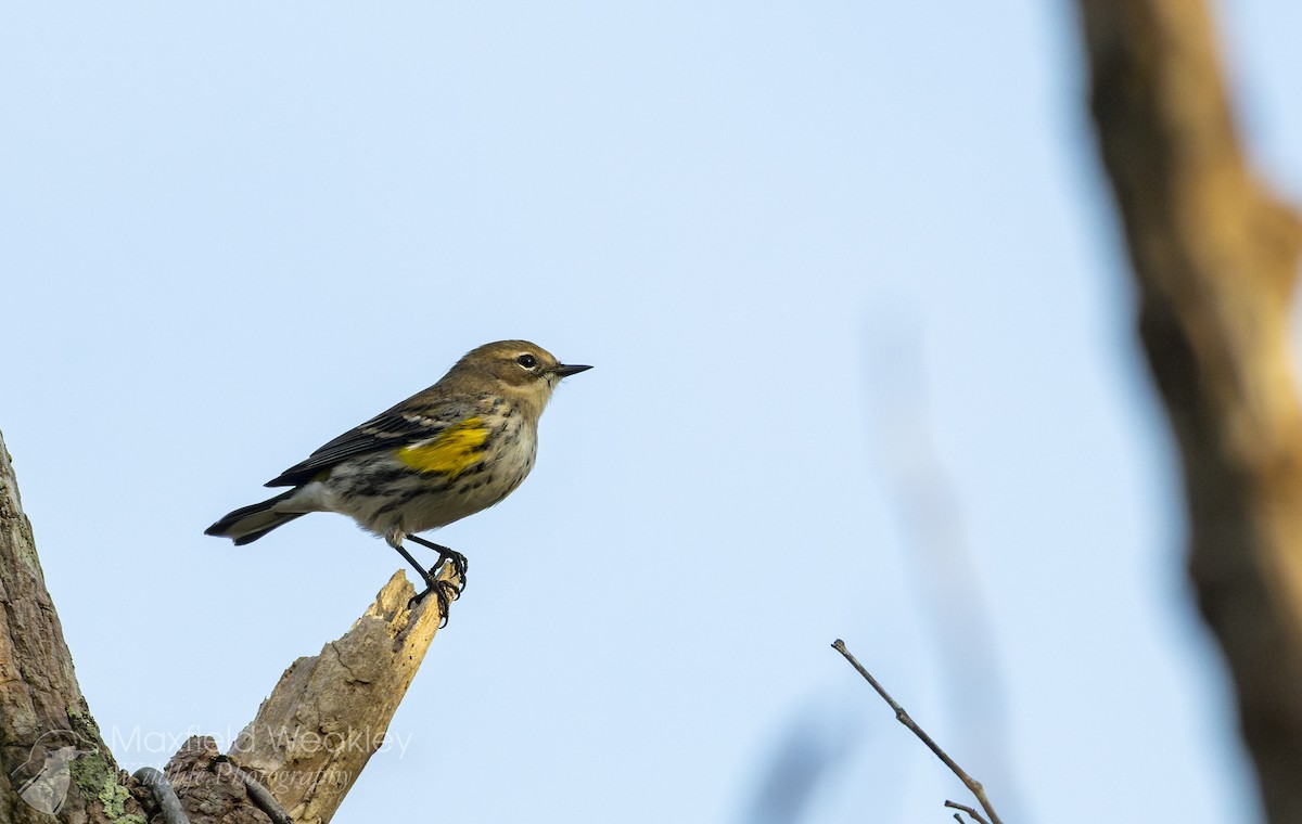 Yellow-rumped Warbler (Myrtle) - ML646410539