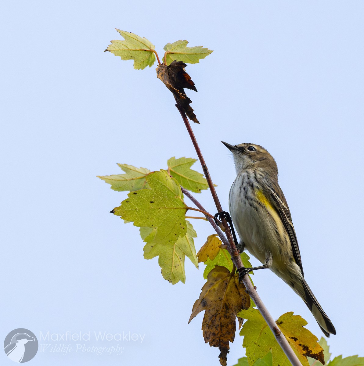 Yellow-rumped Warbler (Myrtle) - ML646410541