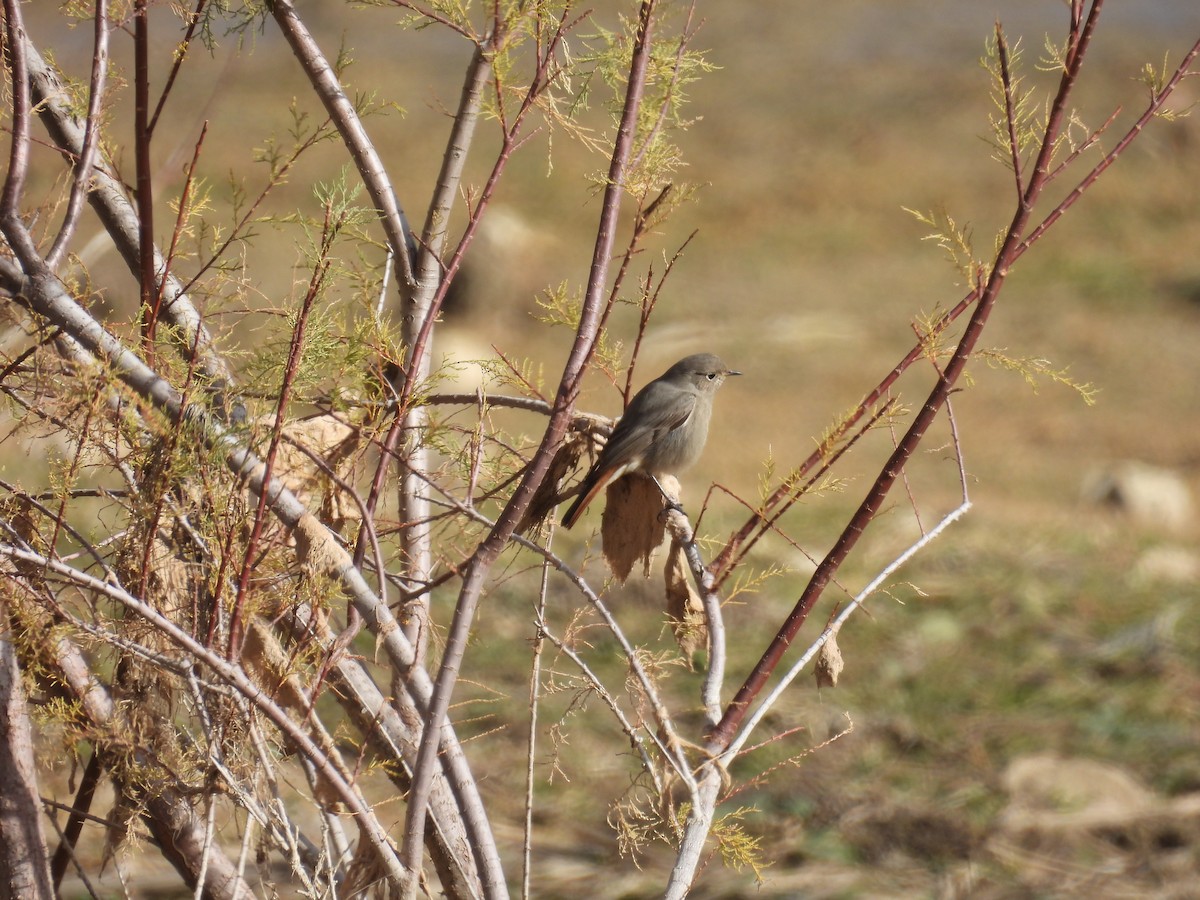 Codirosso spazzacamino - ML646410547