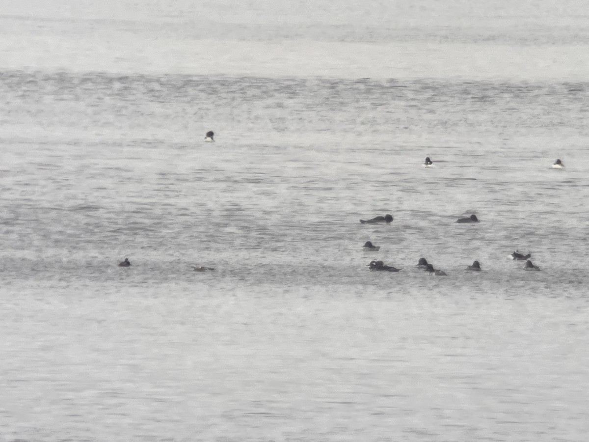 Long-tailed Duck - ML646410548