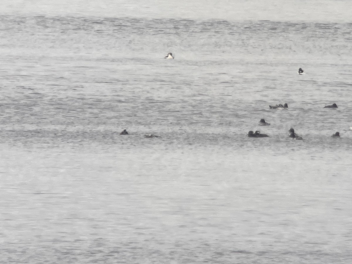 Long-tailed Duck - ML646410549