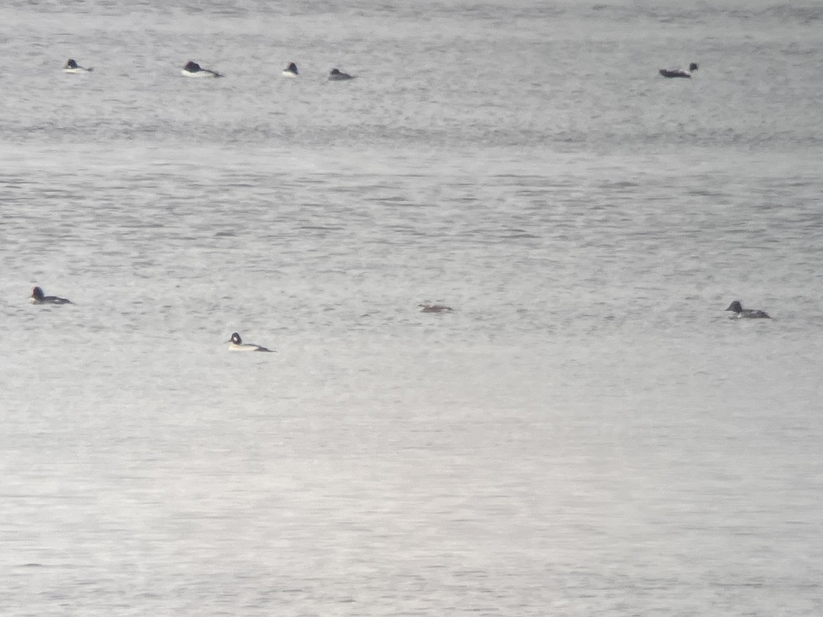 Long-tailed Duck - ML646410550