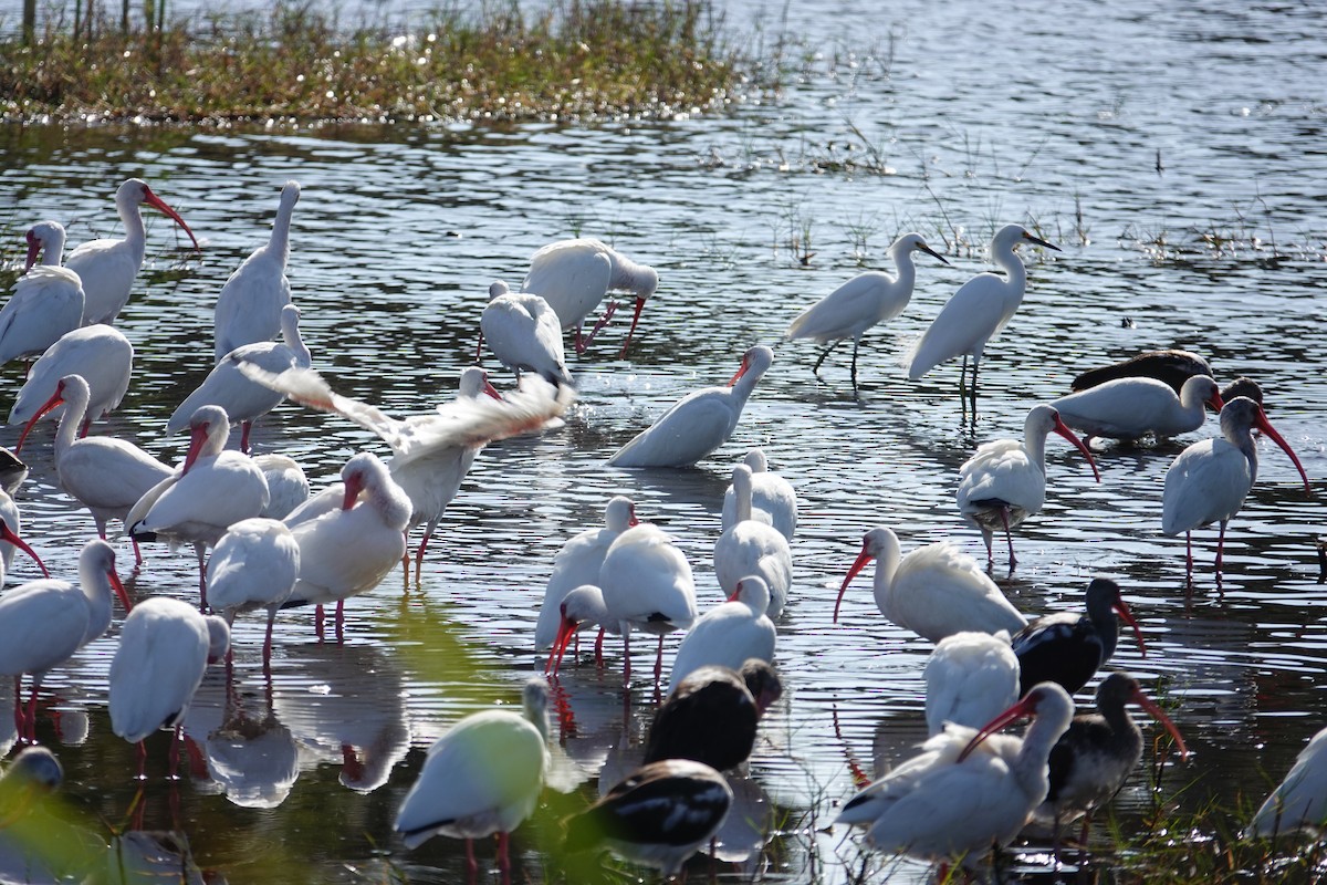 White Ibis - ML646410553