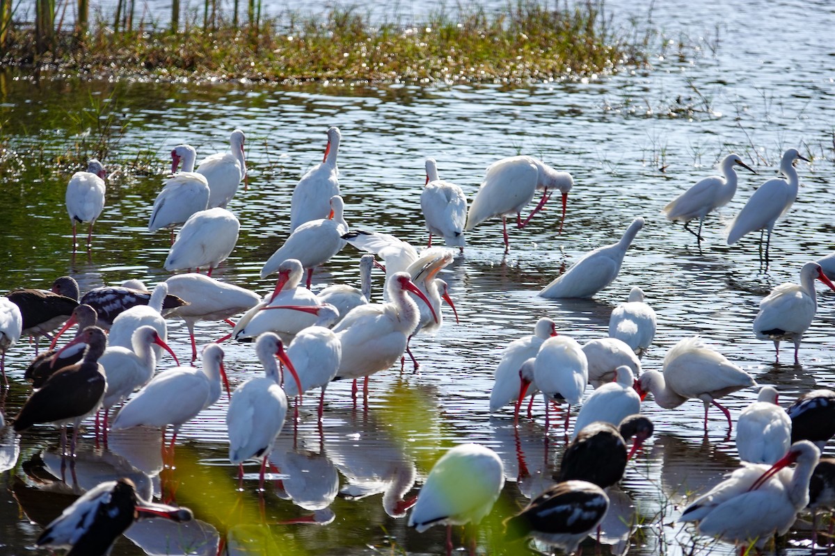 White Ibis - ML646410554