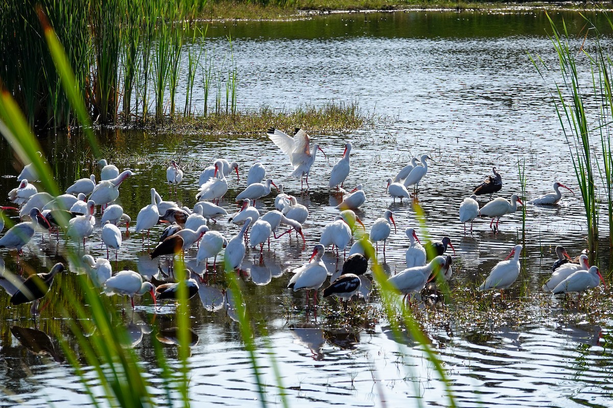 White Ibis - ML646410555