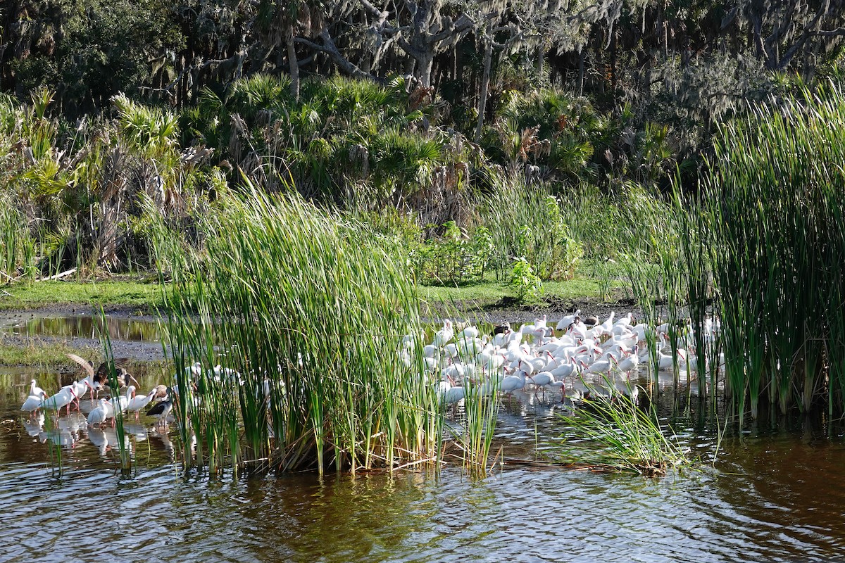 White Ibis - ML646410557