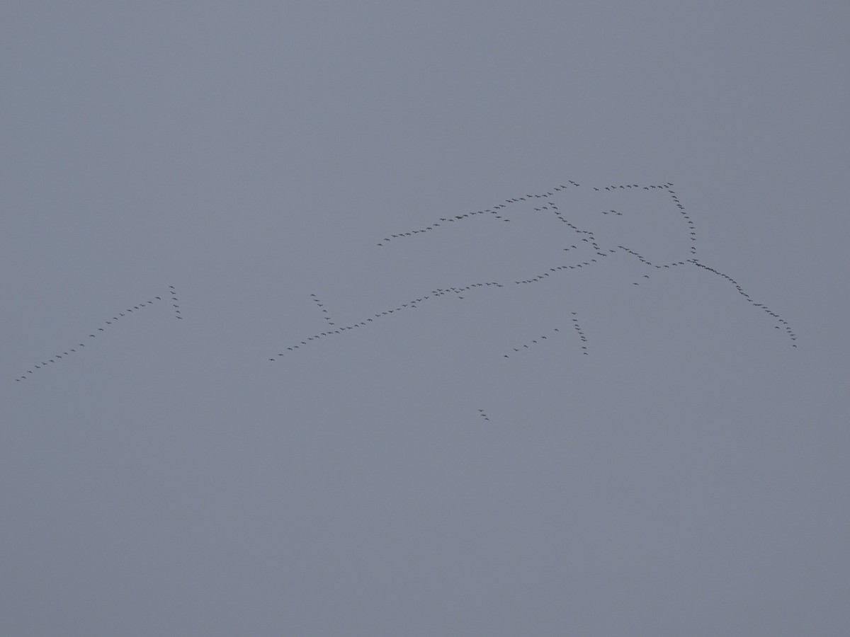 Гуска біла - ML646410558