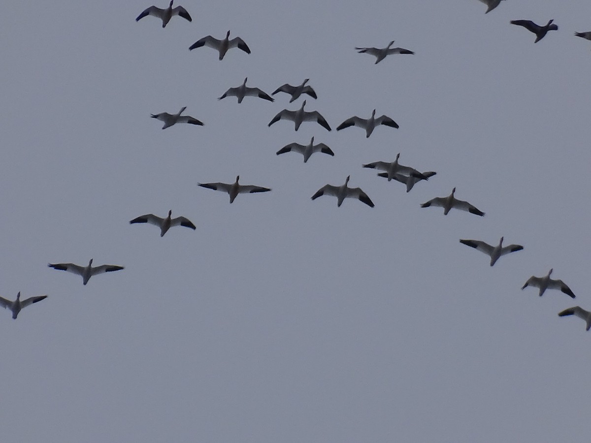 Гуска біла - ML646410559