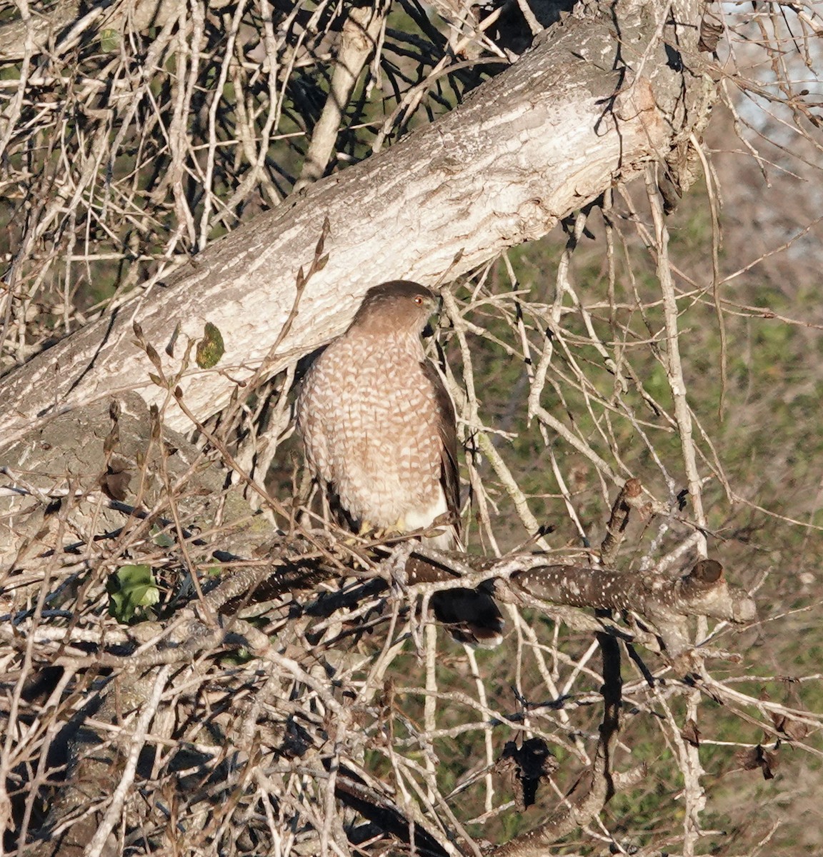Cooper's Hawk - ML646410560