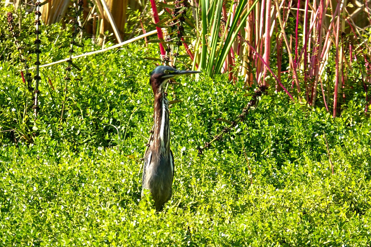 Green Heron - ML646410561