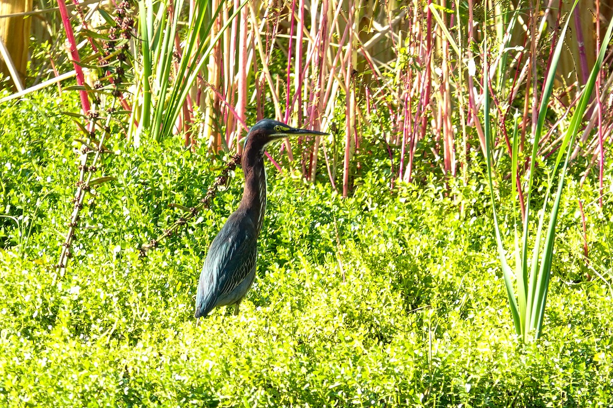 Green Heron - ML646410563