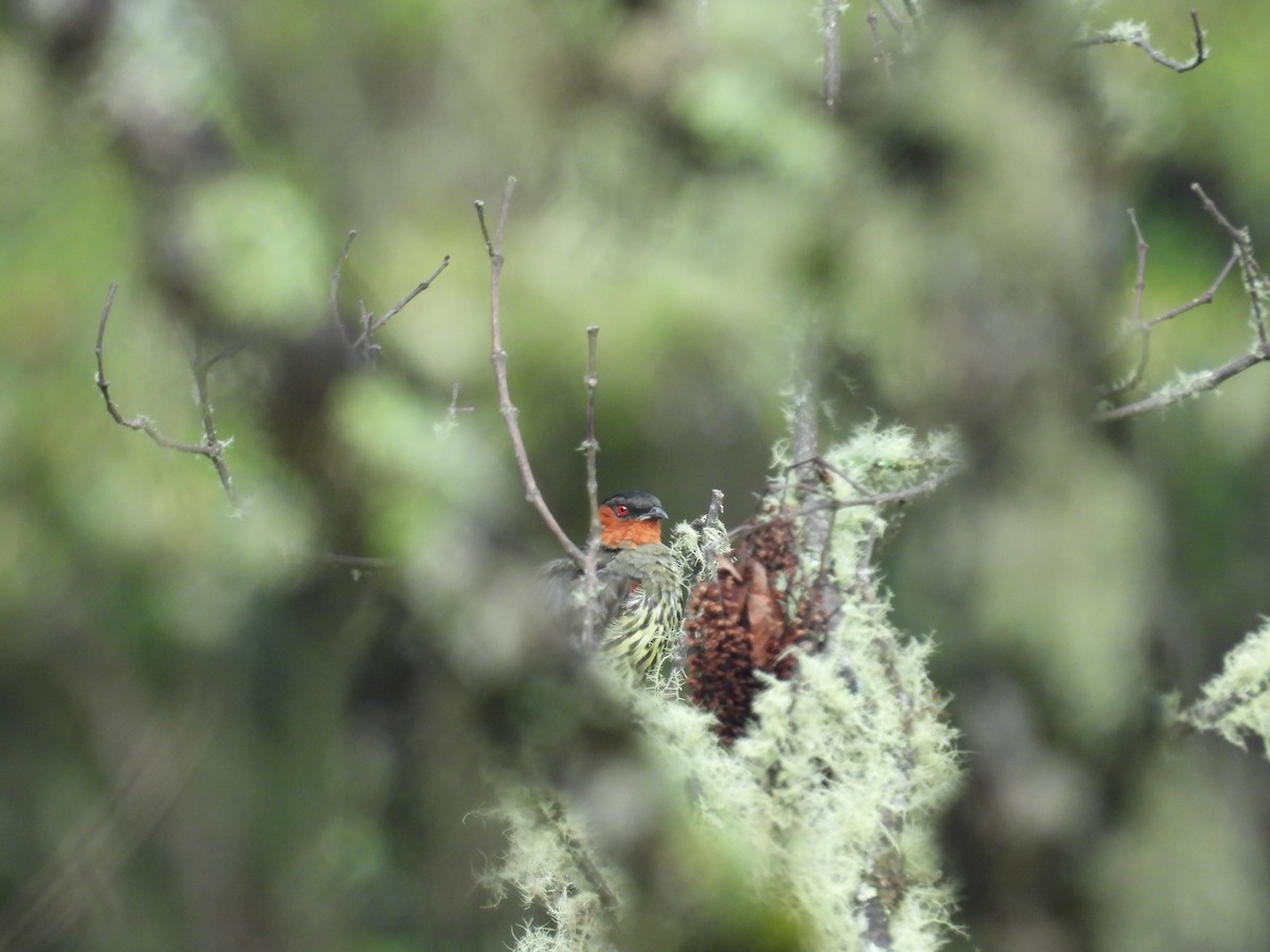 Chestnut-crested Cotinga - ML646410564