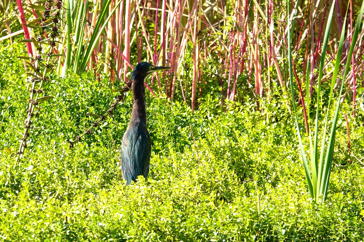 Green Heron - ML646410565