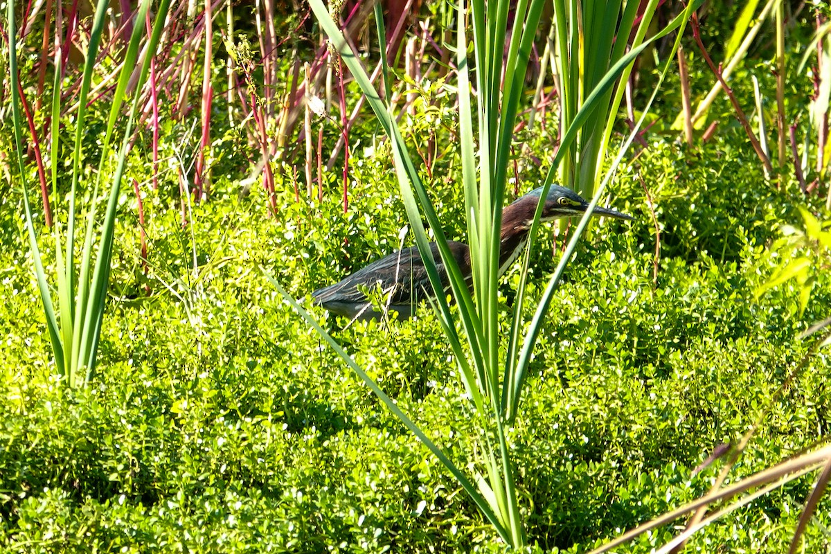 Green Heron - ML646410566