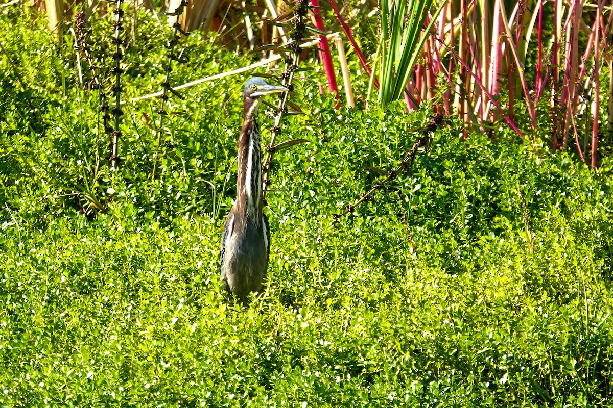 Green Heron - ML646410567
