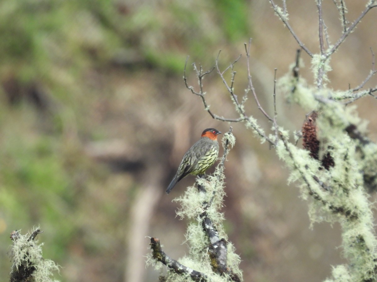 Chestnut-crested Cotinga - ML646410568