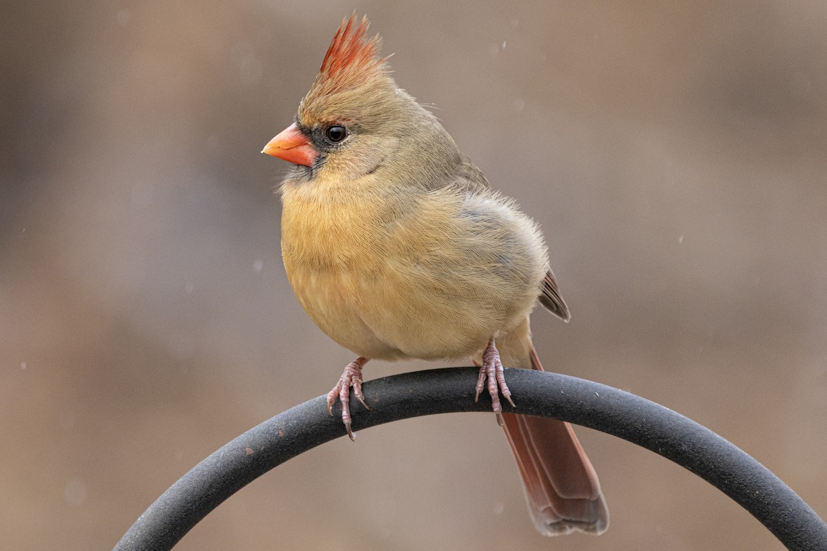 Northern Cardinal - ML646410572