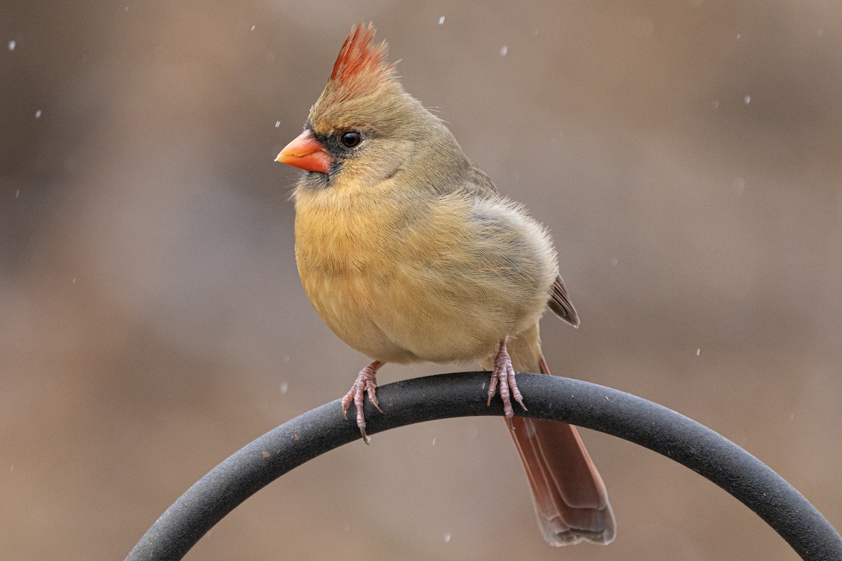 Northern Cardinal - ML646410573