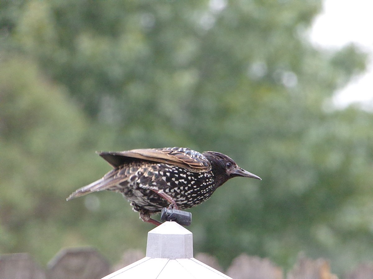 European Starling - ML646410574