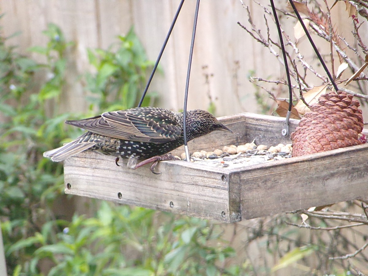 European Starling - ML646410575