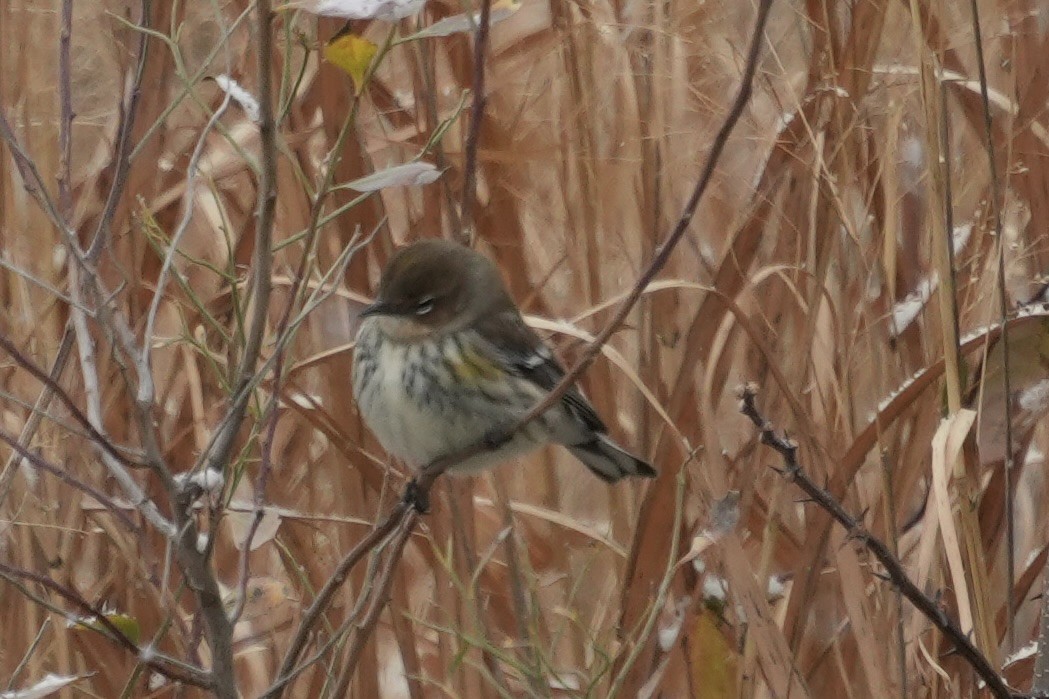 Yellow-rumped Warbler - ML646410576