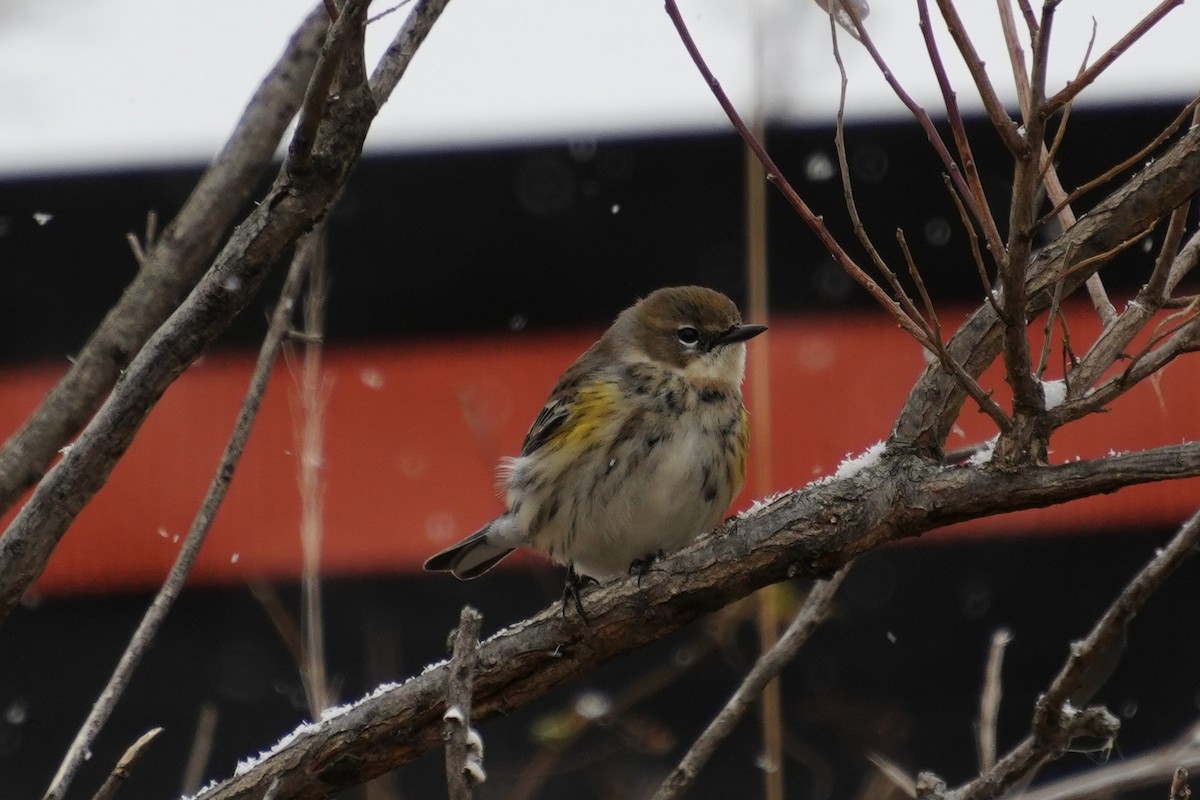 Yellow-rumped Warbler - ML646410577