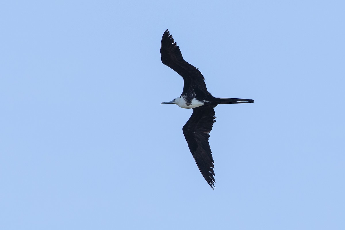 Magnificent Frigatebird - ML646410578