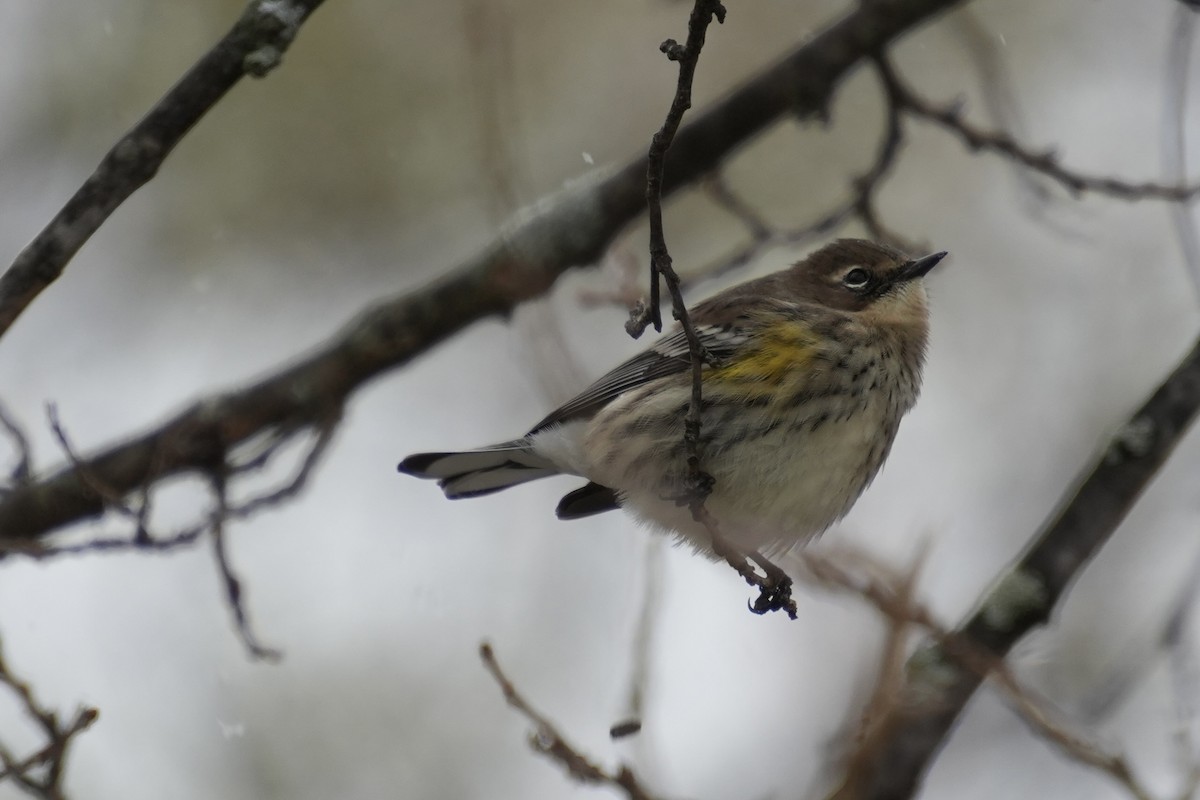 Yellow-rumped Warbler - ML646410579