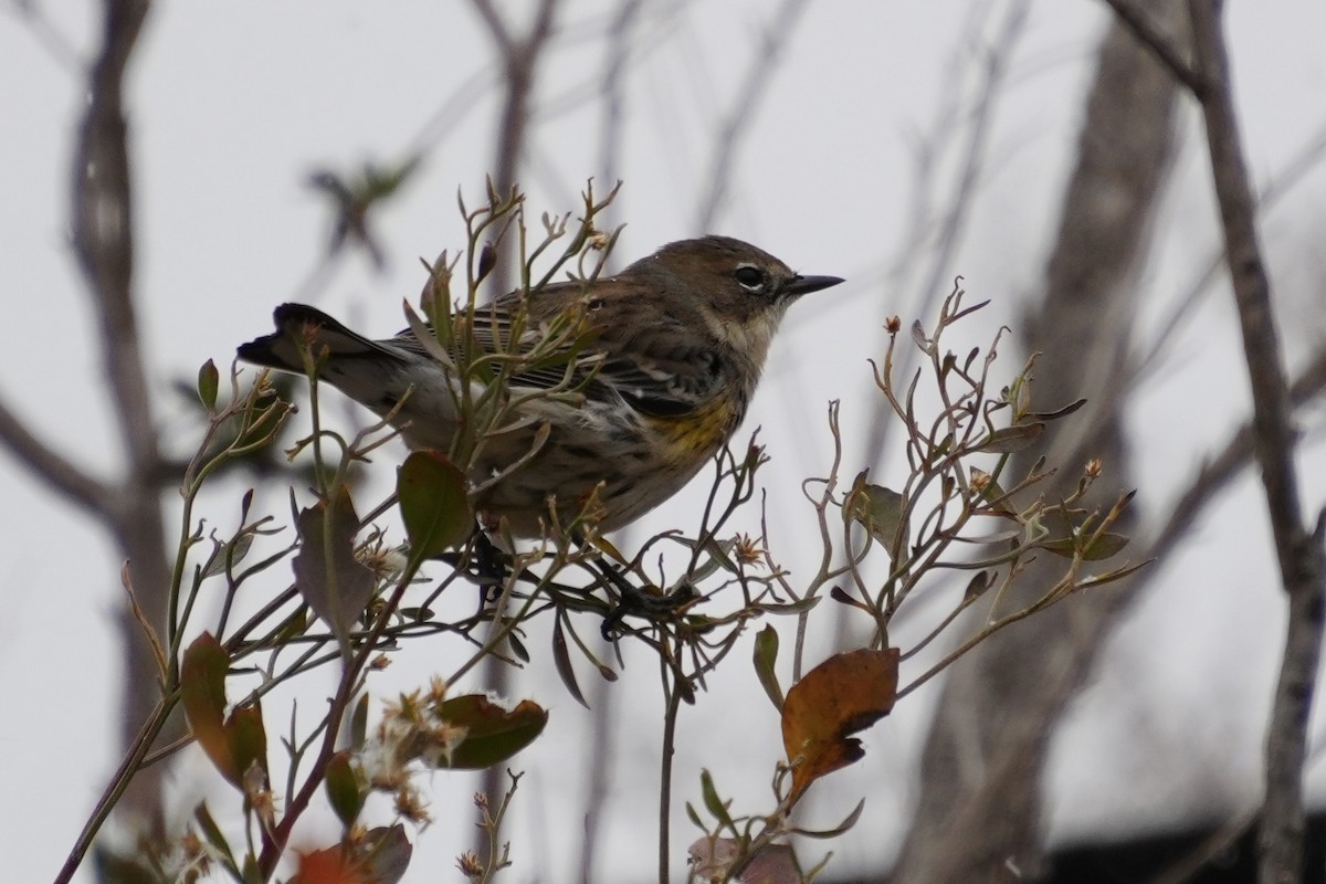 Yellow-rumped Warbler - ML646410580