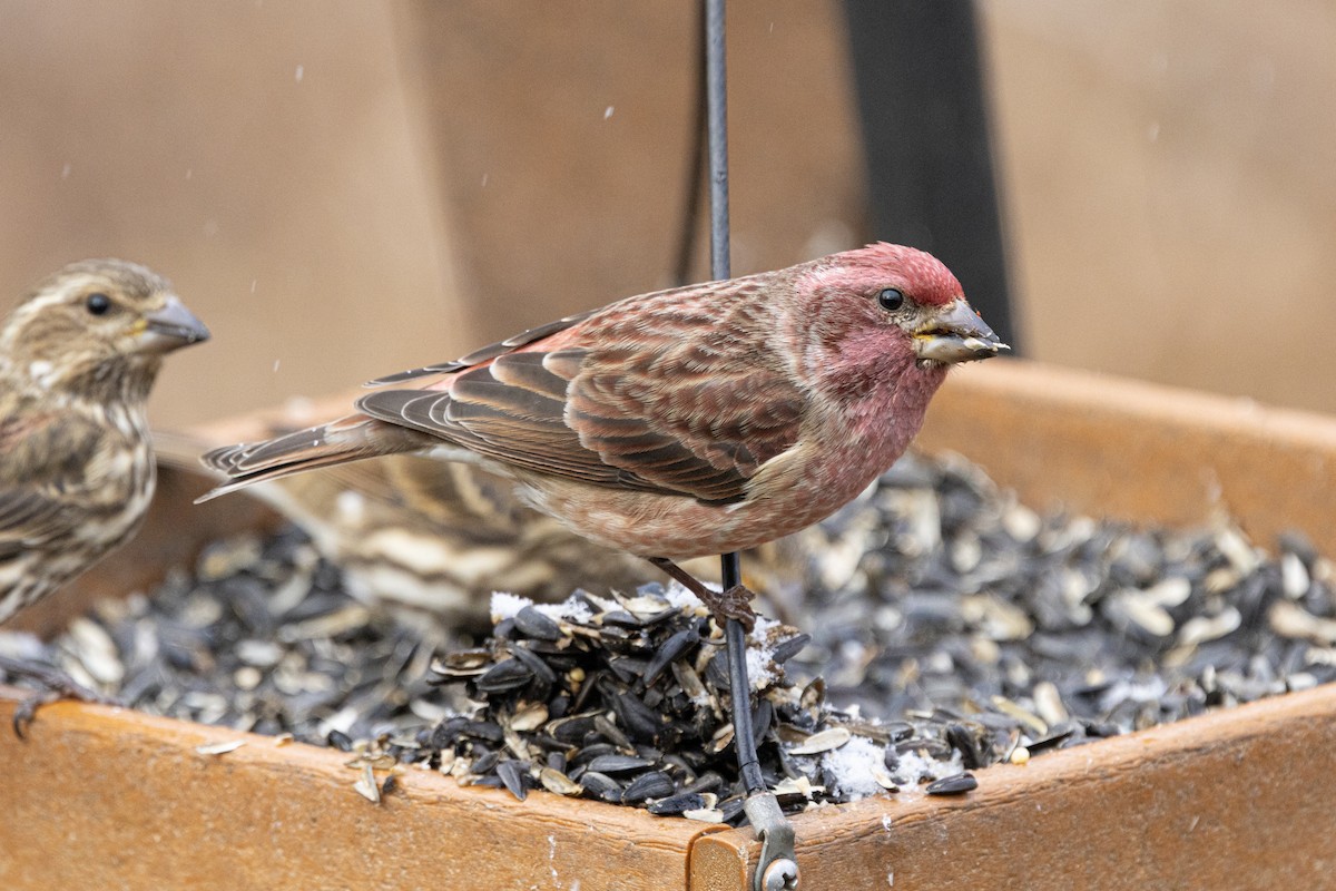 Purple Finch - ML646410581