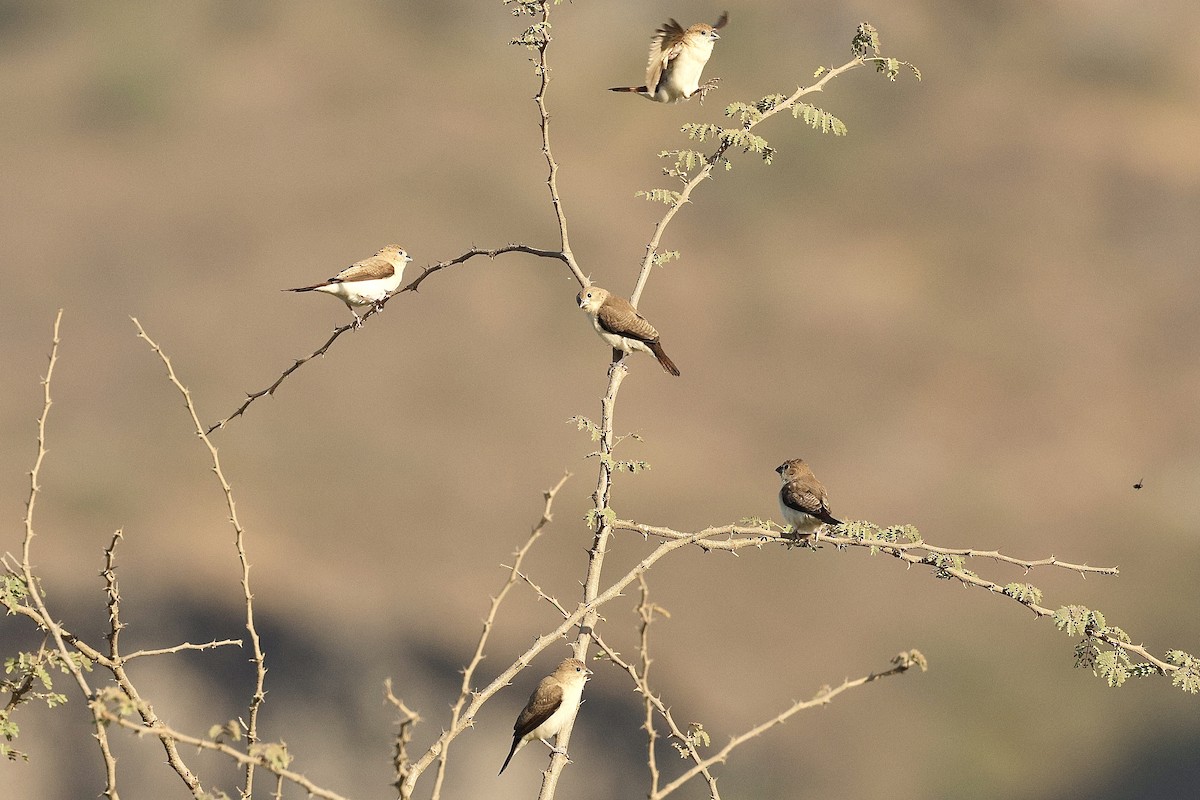 African Silverbill - ML646410582