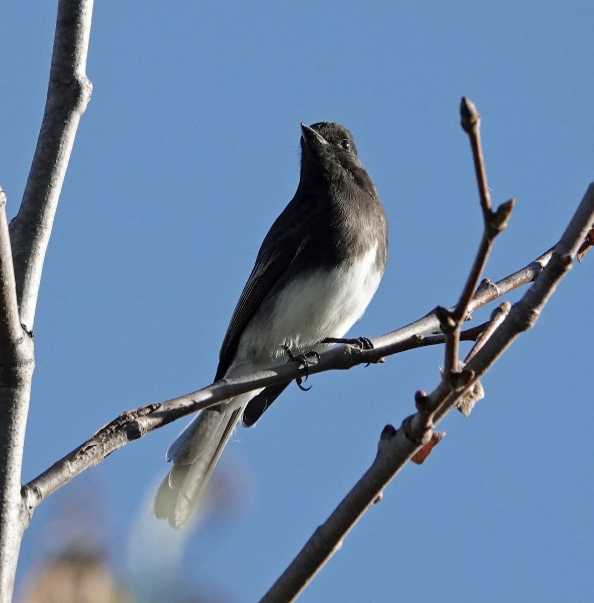Black Phoebe - ML646410583