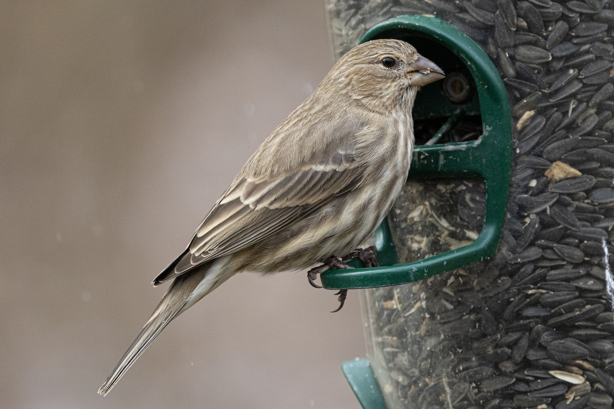 House Finch - ML646410584