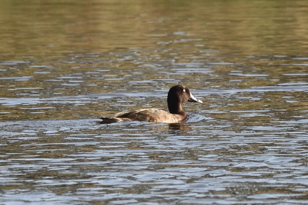 Hardhead - ML646410585