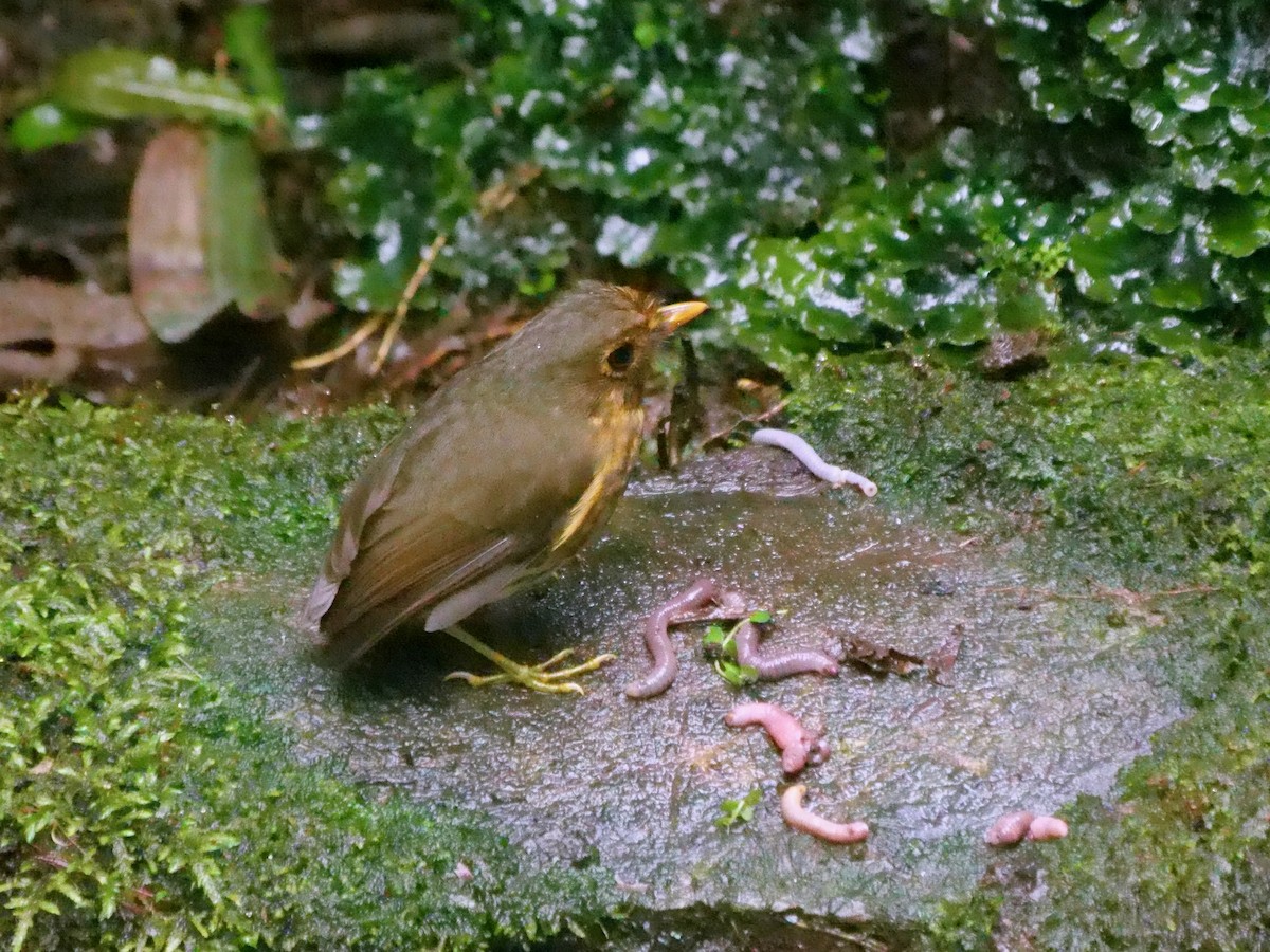 Ochre-breasted Antpitta - ML646410586