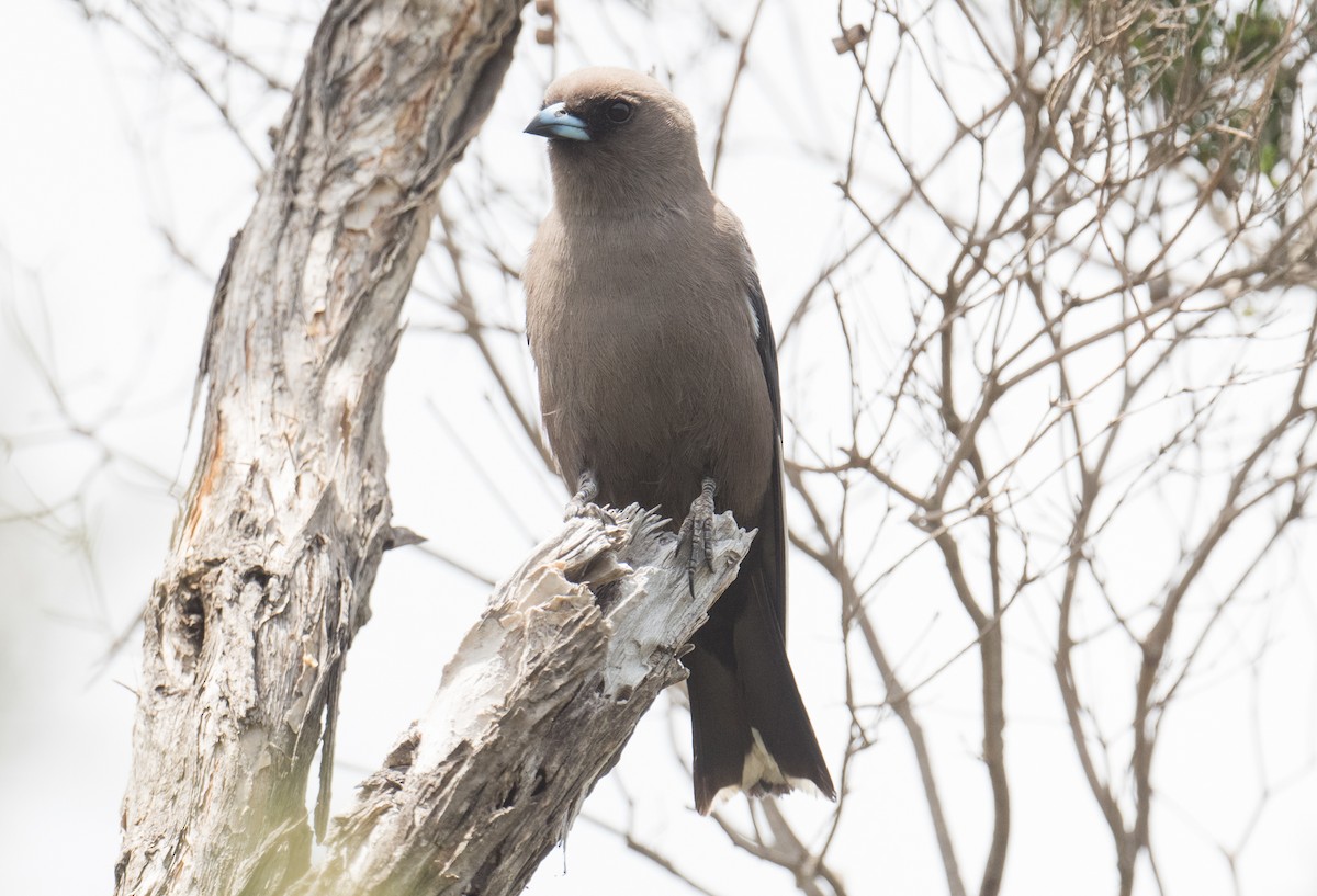 Dusky Woodswallow - ML646410587
