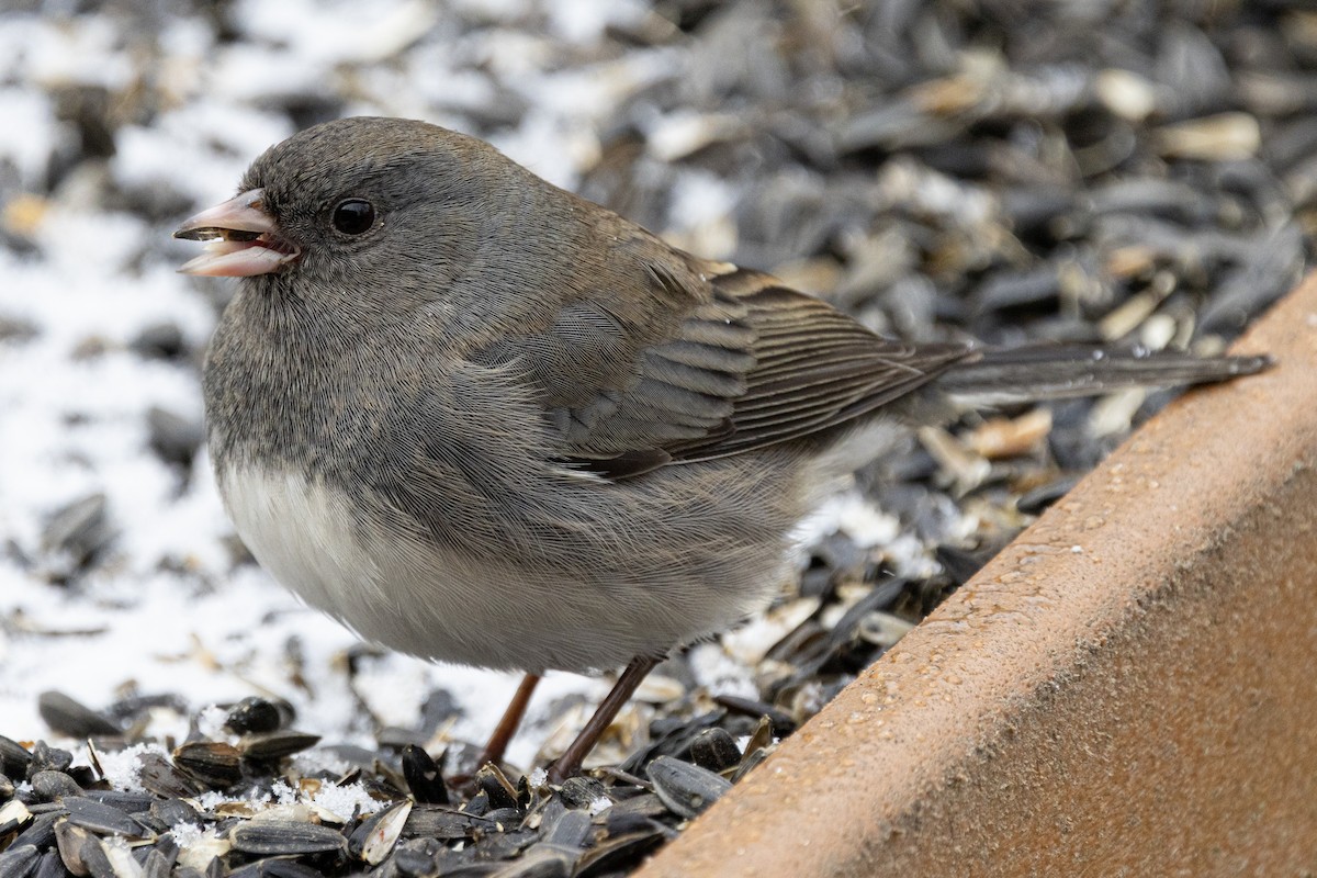 Dark-eyed Junco (Slate-colored) - ML646410588