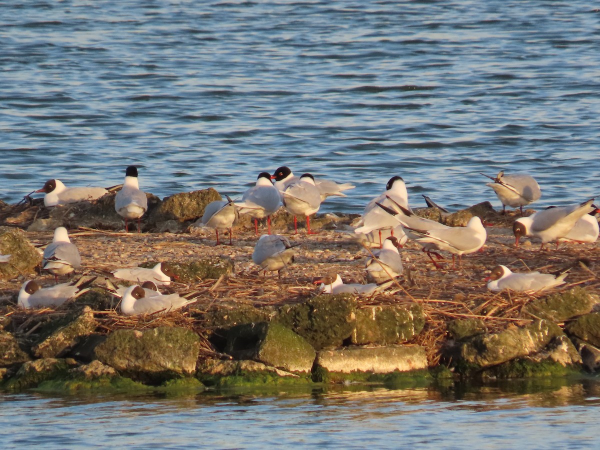 Mediterranean Gull - ML646410589