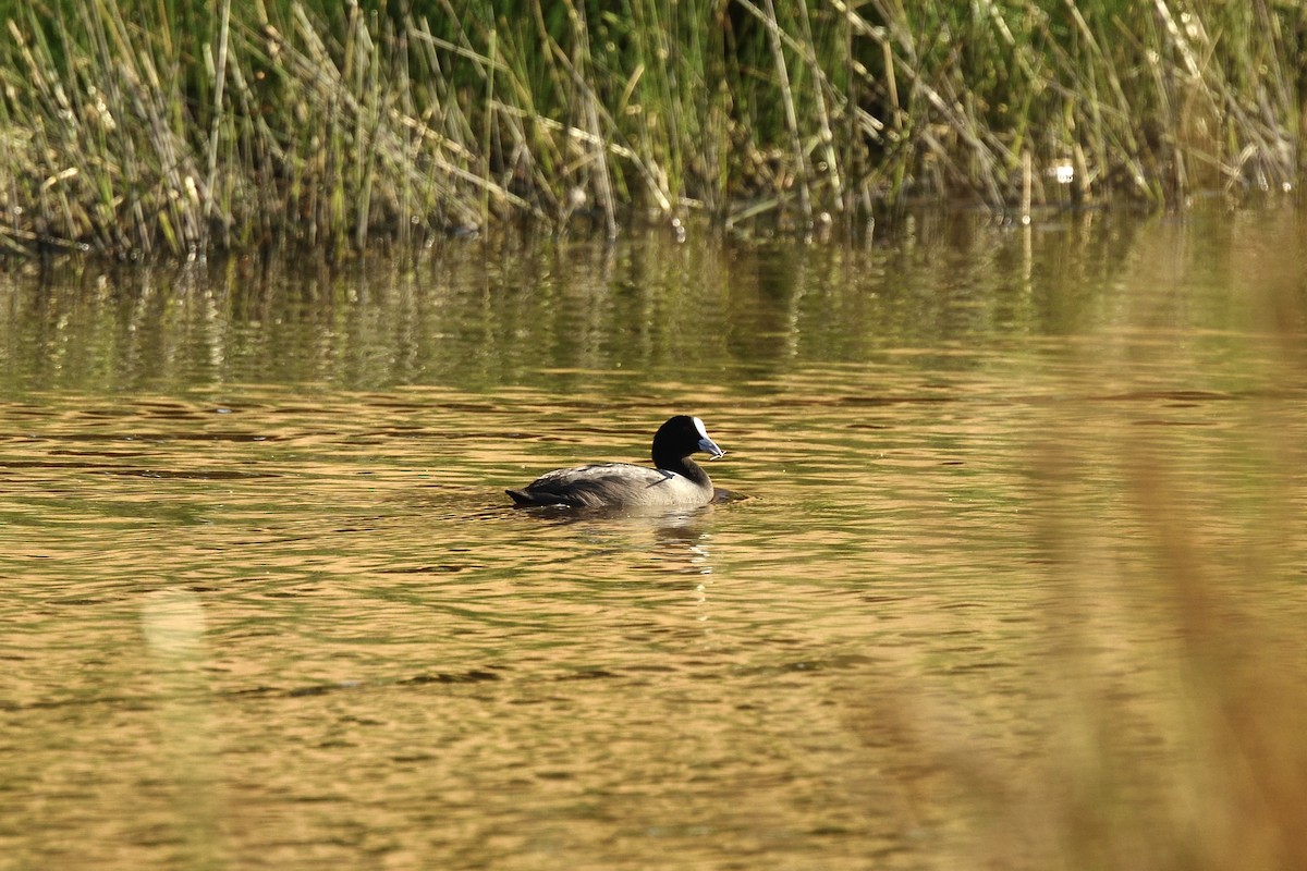 Лиска звичайна - ML646410590