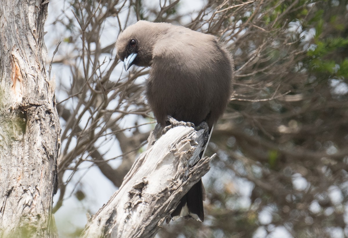 Dusky Woodswallow - ML646410591