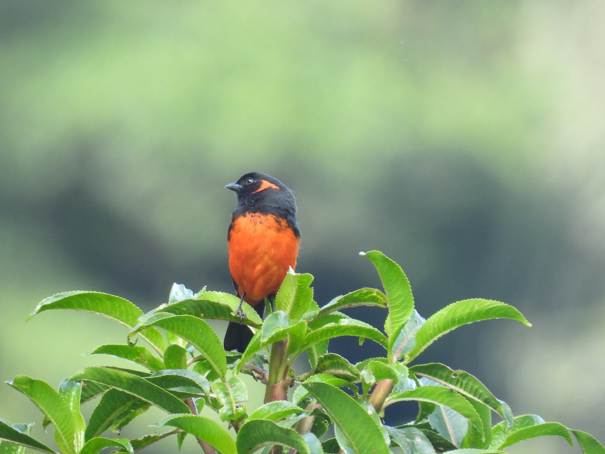 Scarlet-bellied Mountain Tanager - ML646410592