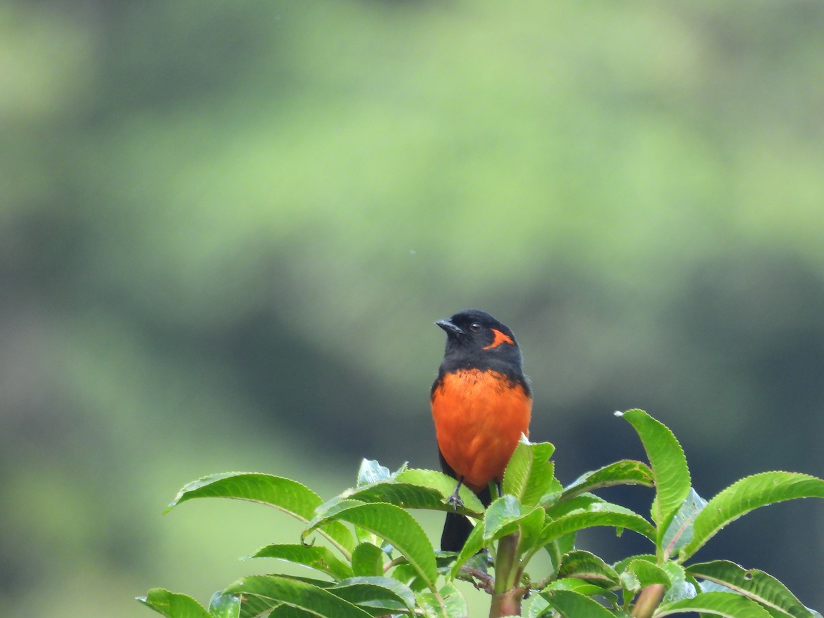 Scarlet-bellied Mountain Tanager - ML646410593