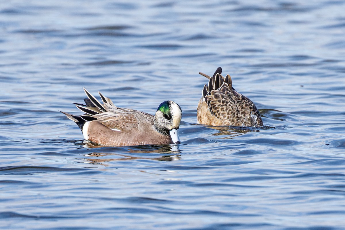 American Wigeon - ML646410596